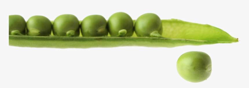 Pea Free Transparent Images - Snap Pea, HD Png Download