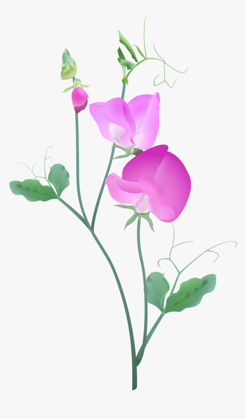 Free Free 147 Sweet Pea Flower Svg SVG PNG EPS DXF File