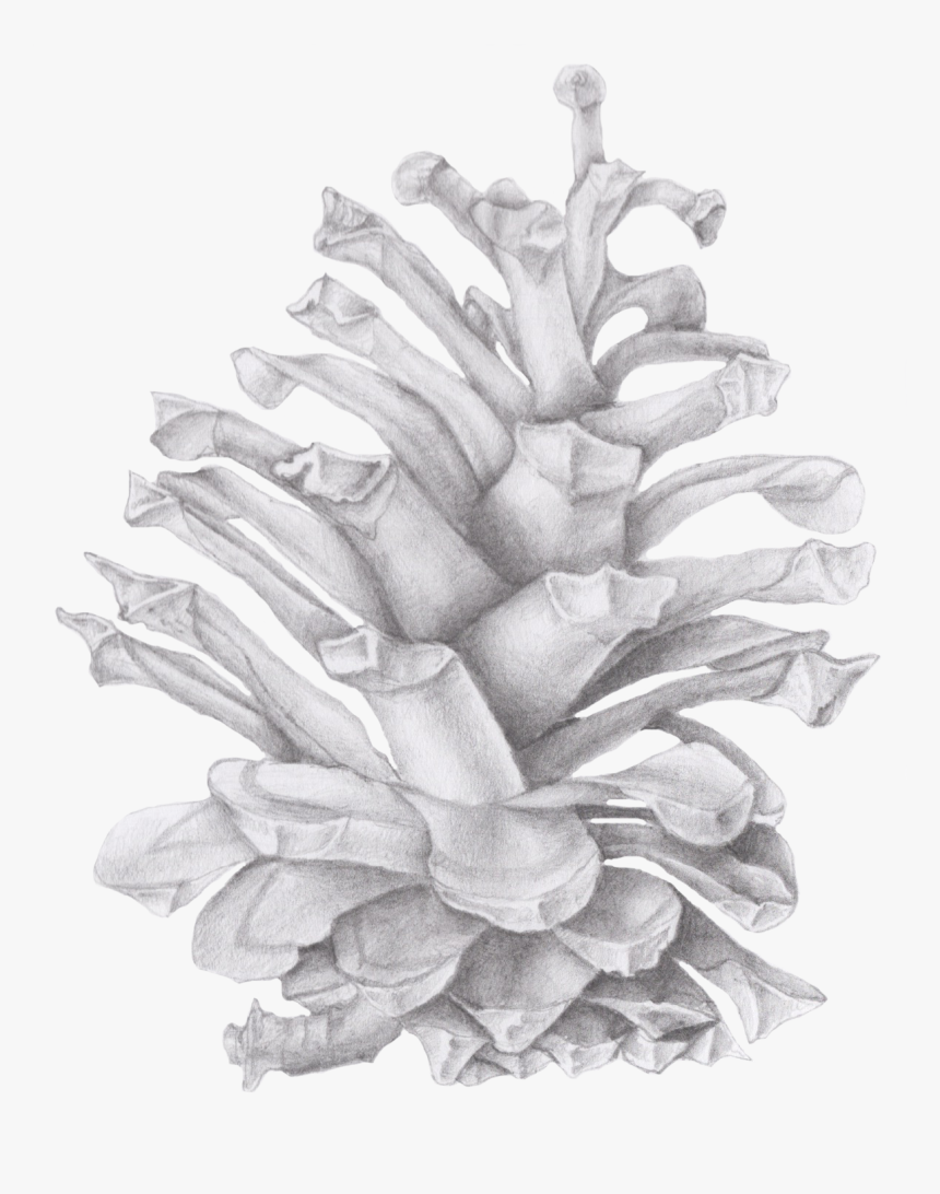 Transparent Pinecone Png - Drawing Of A Pinecone, Png Download