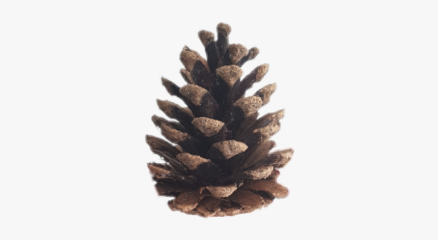 Conifer Cone, HD Png Download