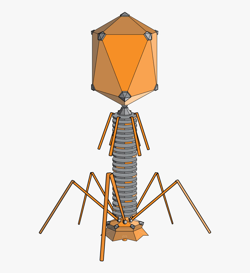 Lambda Phage, HD Png Download