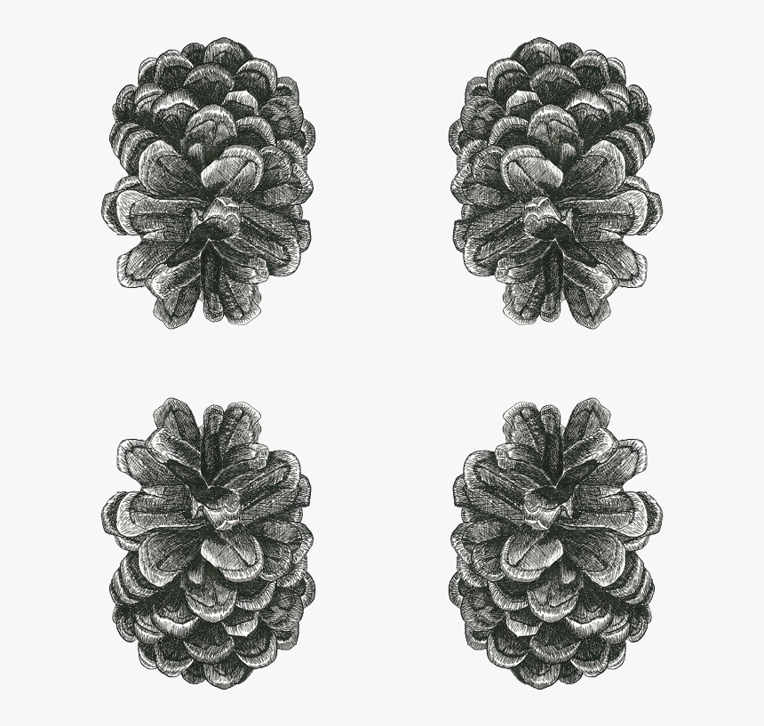 White Pine, HD Png Download