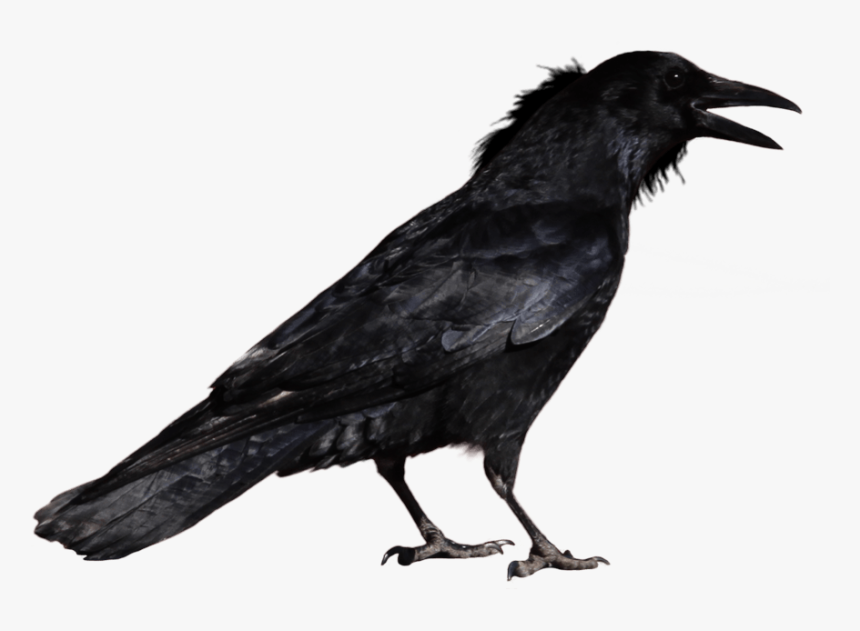 Crow Standing Png - Raven Transparent Background, Png Download