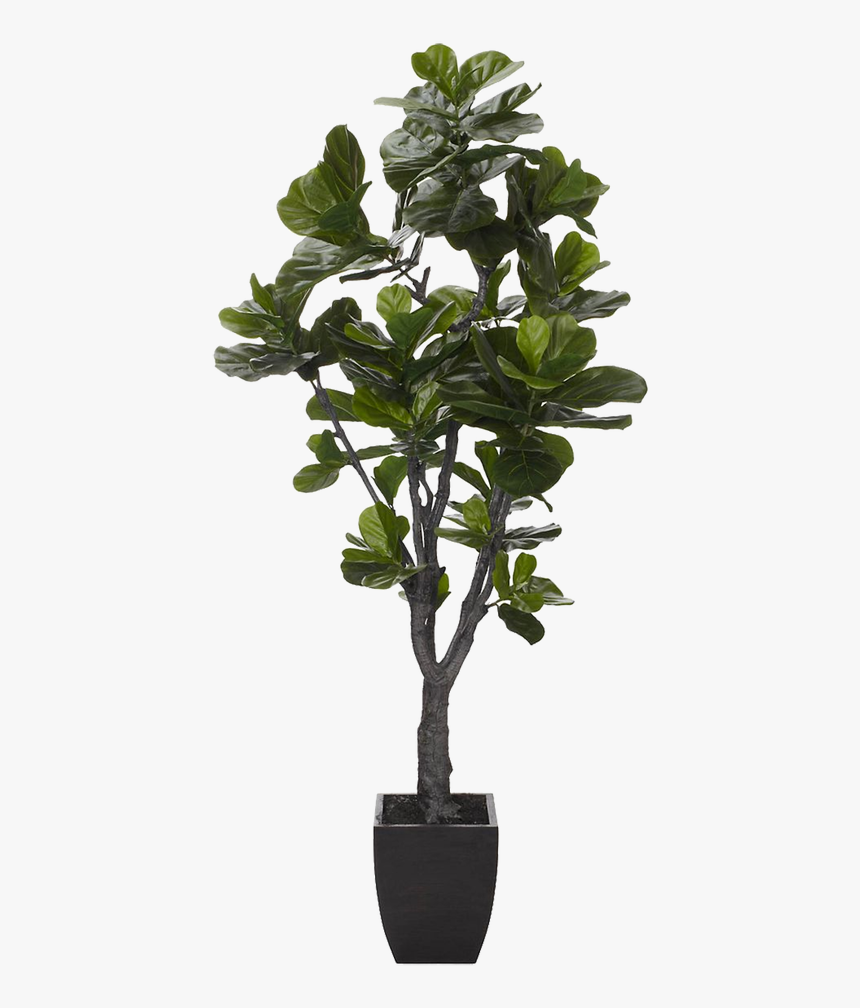 Fiddle Leaf Fig Tree Png , Png Download - Fiddle Leaf Fig Fake, Transparent Png