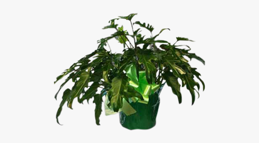 Fiddle Leaf Philodendron, HD Png Download