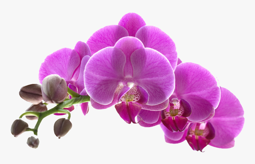 Transparent Orquideas Png - Purple Orchid Flower Transparent Background, Png Download