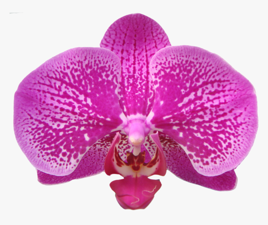 Transparent Orchids Png - Orchids Of The Philippines, Png Download