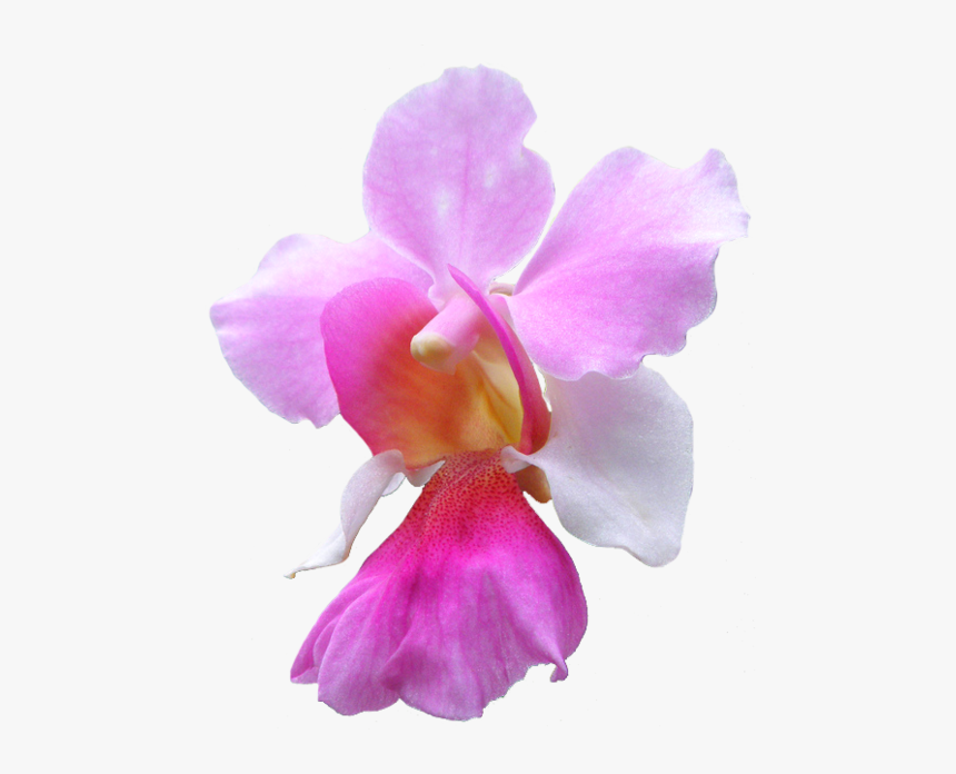 Orchid Transparent Flower - National Singapore Flower Vanda Miss Joaquim, HD Png Download