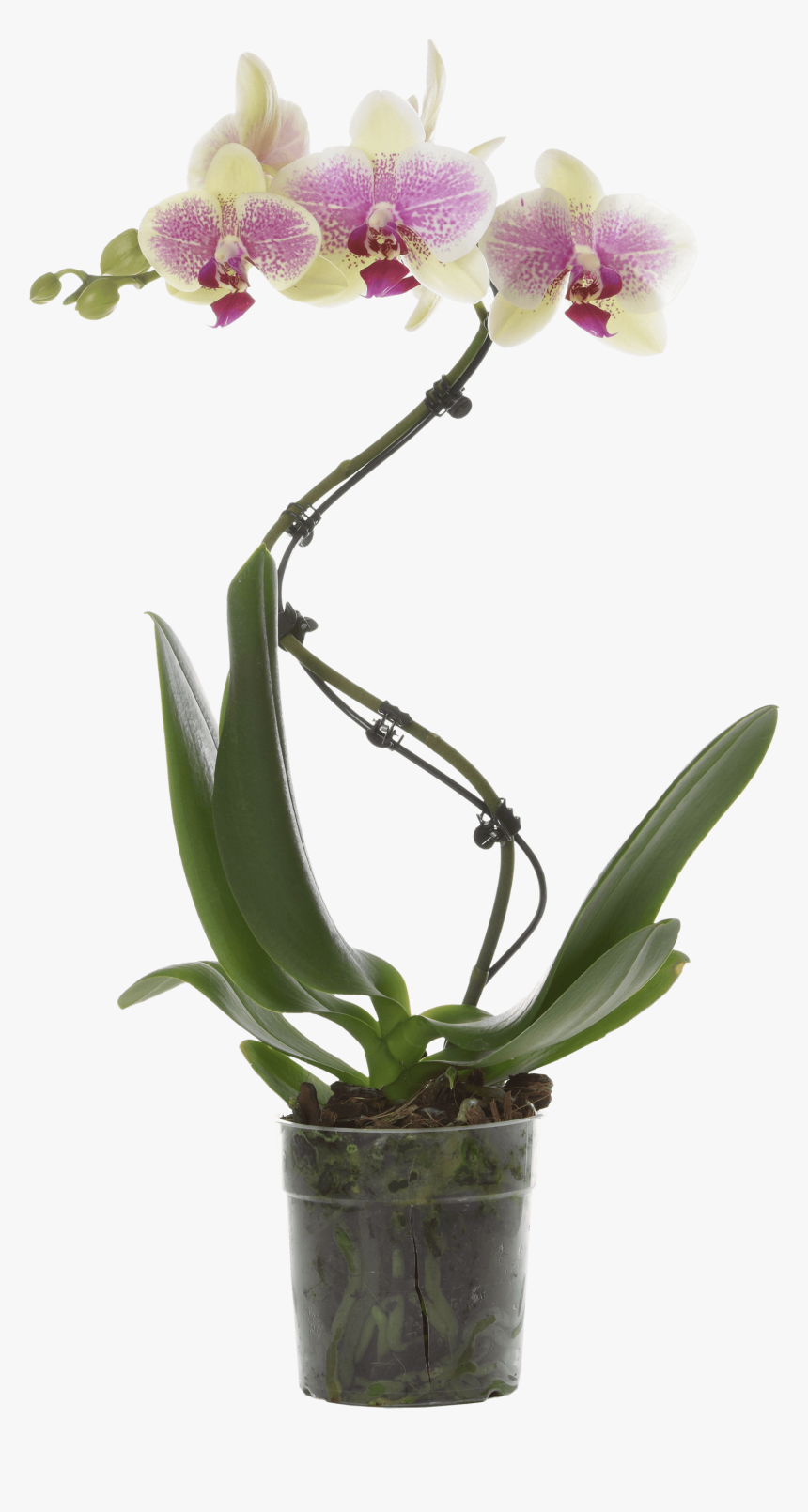 Moth Orchid, HD Png Download