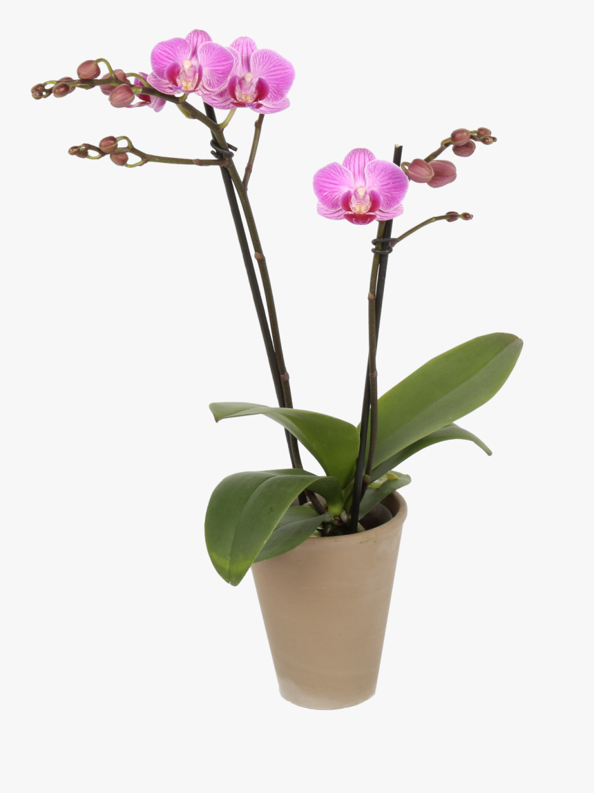 Moth Orchid, HD Png Download