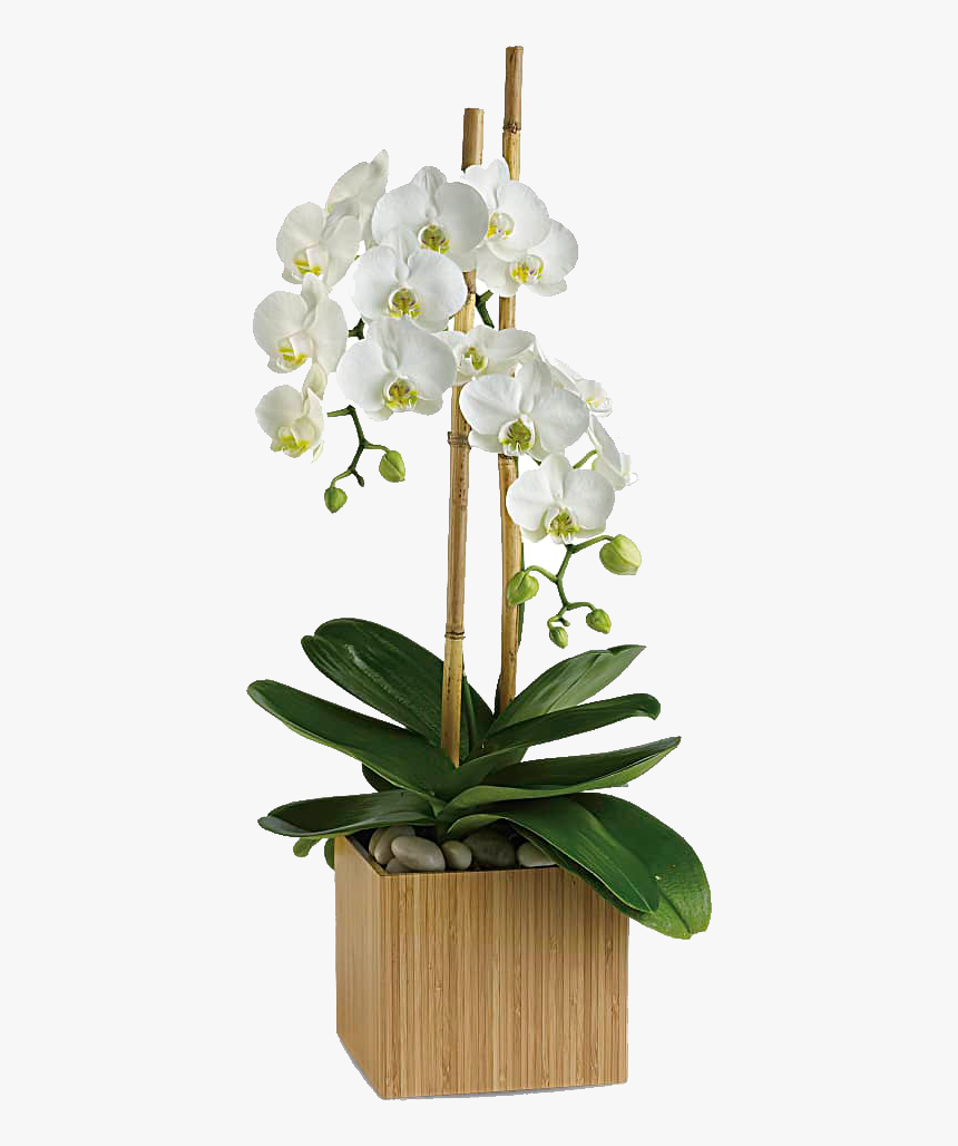Opulent Orchids 
 Class - Opulent Orchids Teleflora, HD Png Download