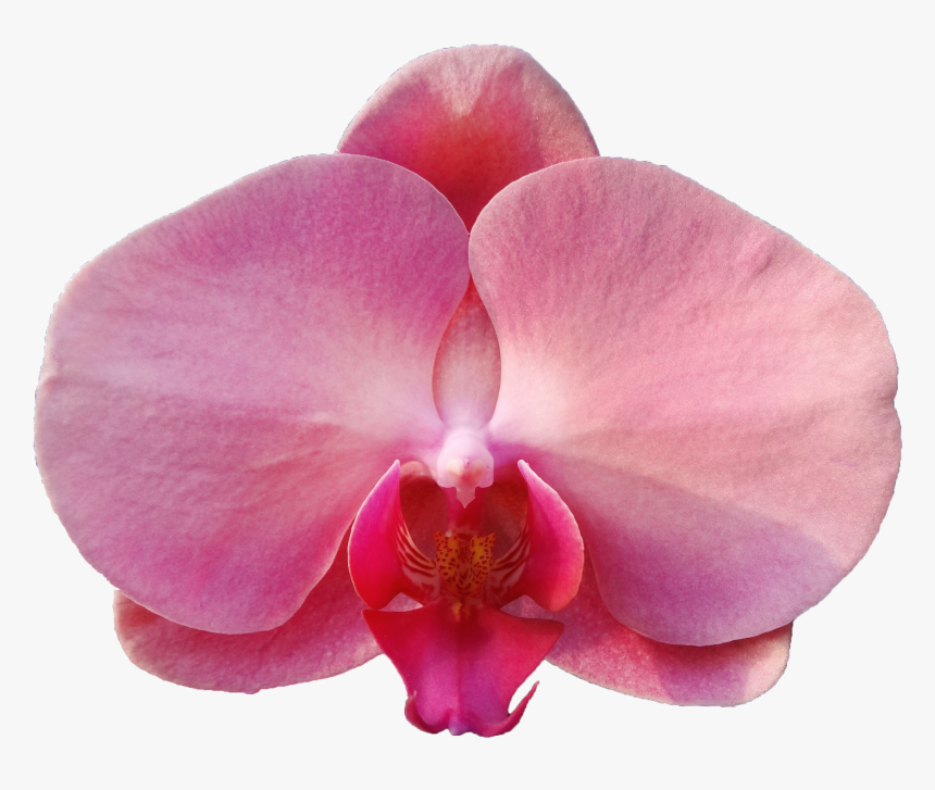 Single Orchid Transparent Background, HD Png Download