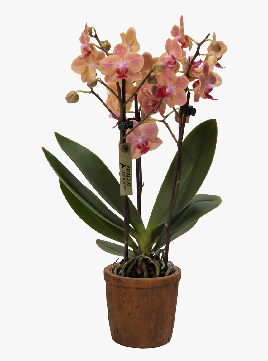 Cattlianthe Jewel Box, HD Png Download