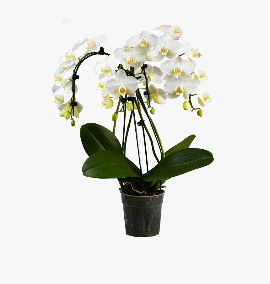 Phalaenopsis Orchid Cascade Pot, HD Png Download