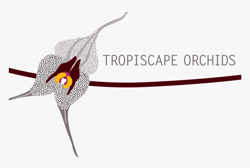 Orchid, HD Png Download