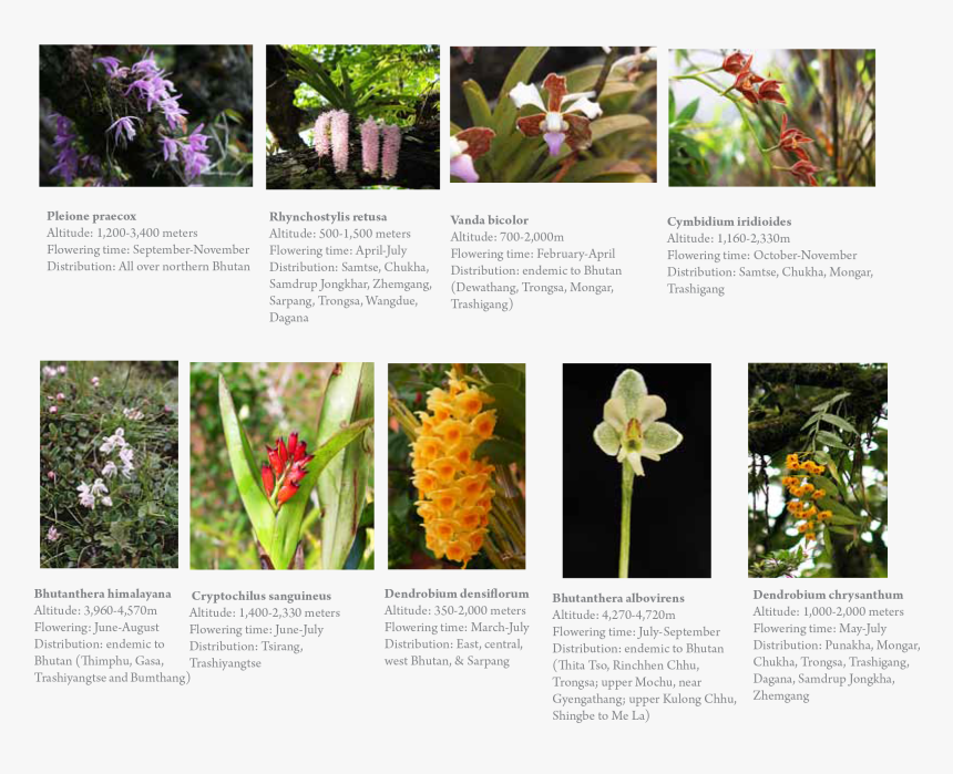 Orchids Png, Transparent Png