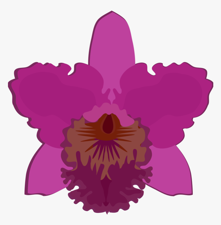 Cattleya-07b - Orchid Flower Clip Art, HD Png Download