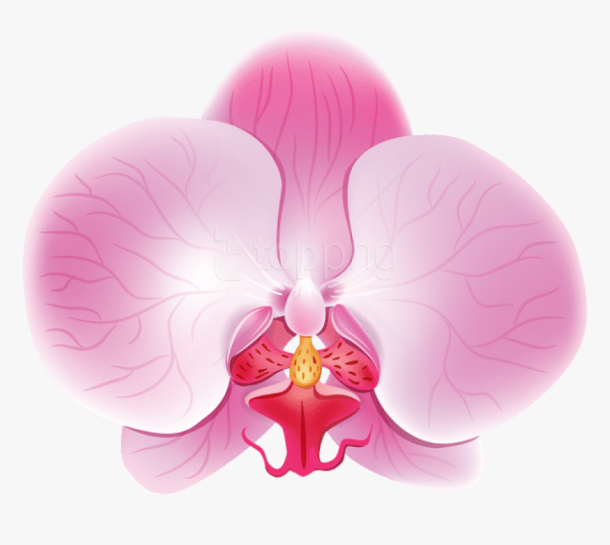 Free Png Download Orchid Pink Png Images Background - Розовая Орхидея Пнг, Transparent Png