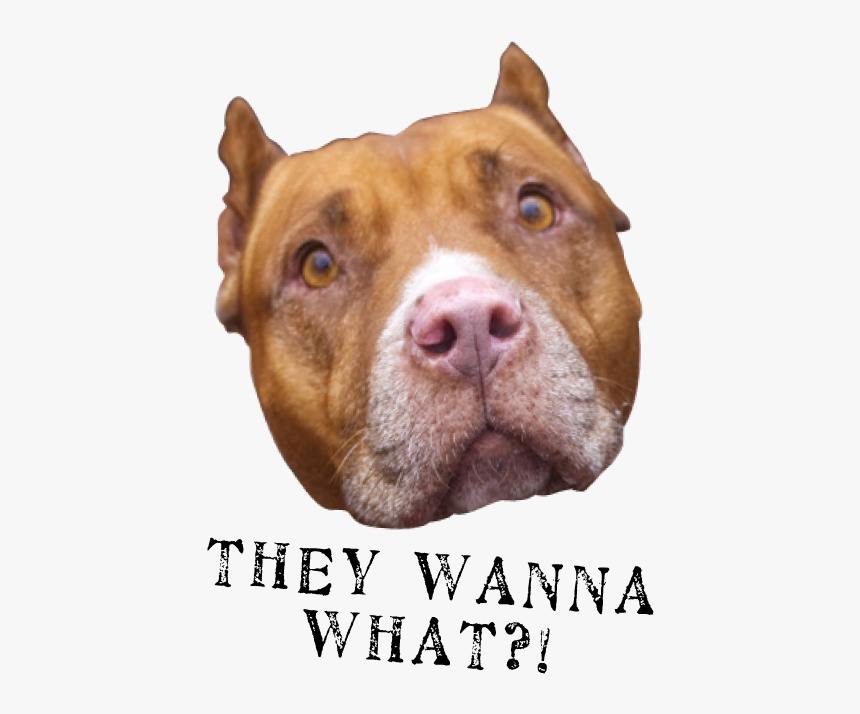 They Wanna What2 - Pit Bull, HD Png Download