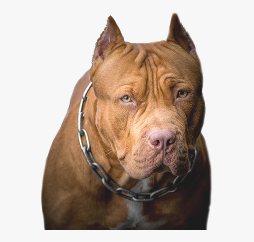 Pit Bull, HD Png Download
