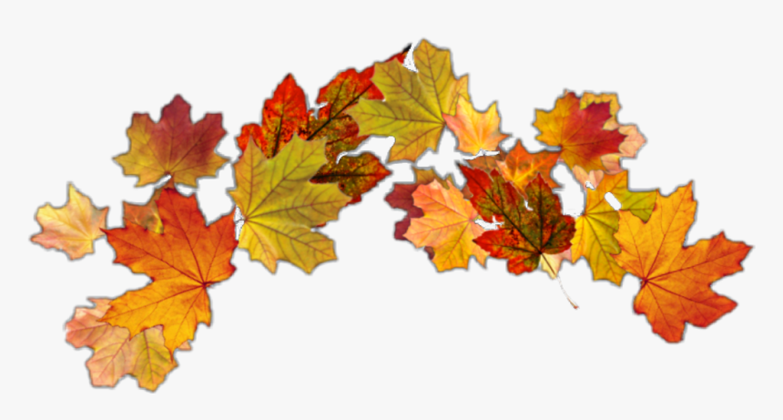 #autumnleaves #autumn #crown #leafcrown #autumnleaf - Maple Leaf, HD Png Download