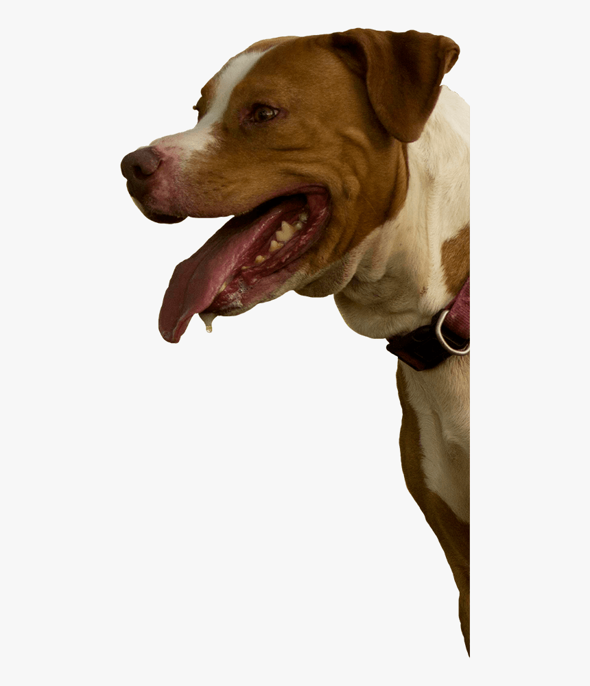 Pitbull Mix Rescue - Dog Yawns, HD Png Download