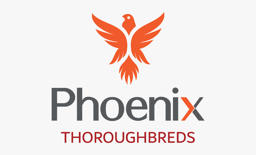 Hawk, HD Png Download