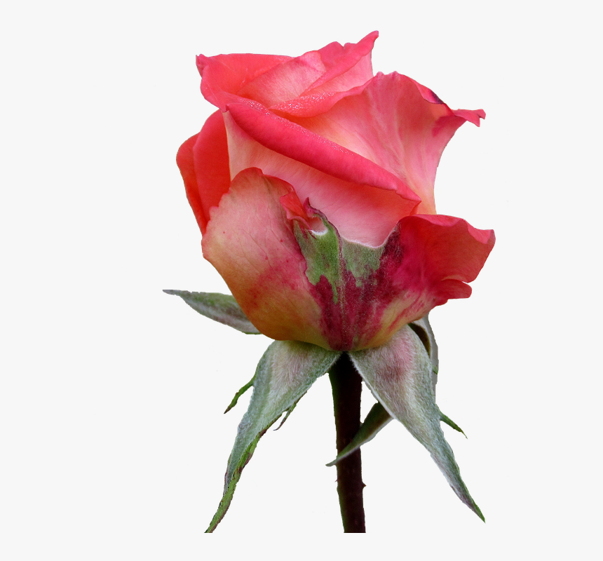 Autumn, Rose, Bud - Garden Roses, HD Png Download