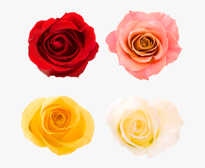 Roses, Rose Buds, Bloom, Rose, Flower Rose, Bud, Garden - New Chapter Of The Same Book, HD Png Download