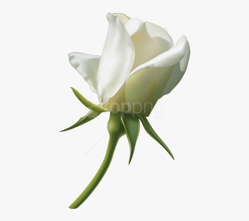 Transparent Rose Bud Png - White Rose Bud Png, Png Download