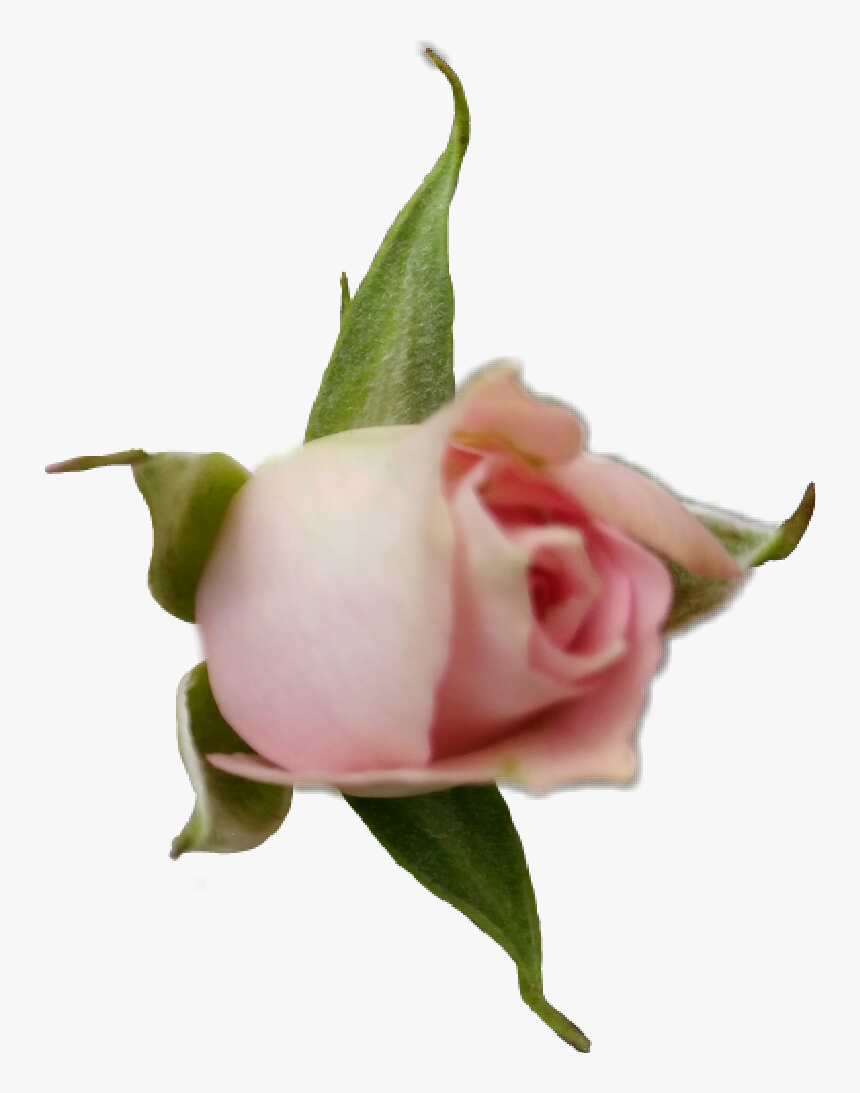 #rose #roses #rosebud #flower #blossom #pink #pinkrose - Garden Roses, HD Png Download