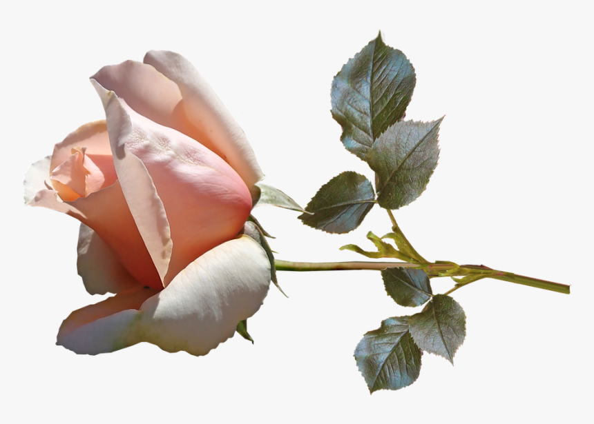 Flower, Rose, Bud, Stem, Fragrant, Perfume, Garden - Garden Roses, HD Png Download