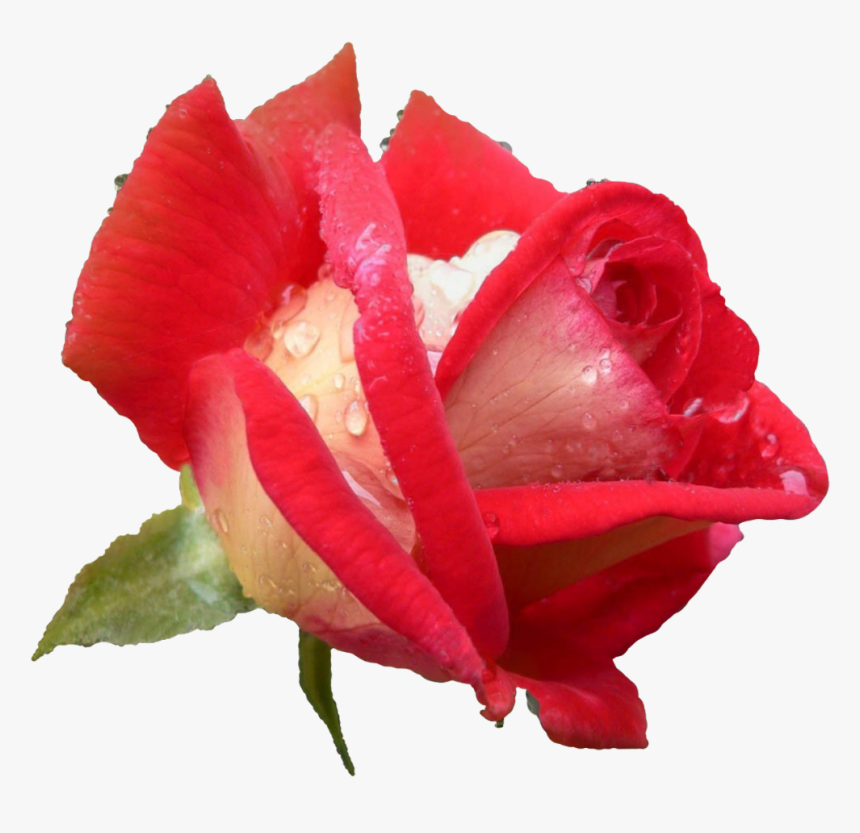 Rose Hd Pics Flowers, HD Png Download