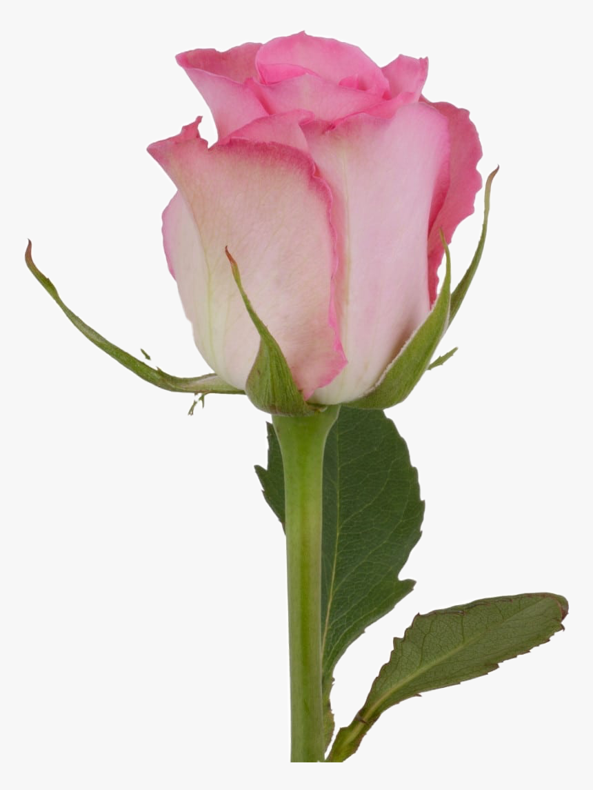 #rose #flower #rosebud #freetoedit - Garden Roses, HD Png Download