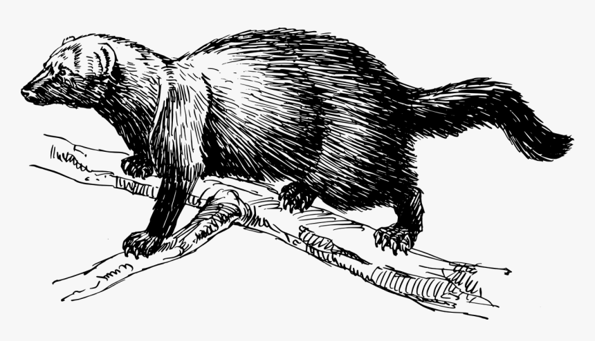 Fisher Animal Clipart, HD Png Download