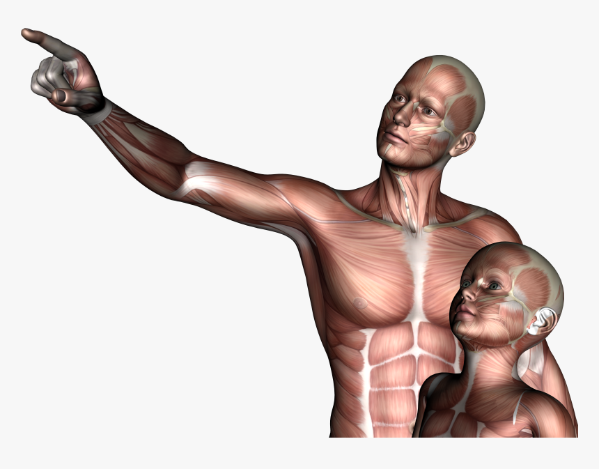 Father & Son, 3d, Anatomy, Boy, Child, Hq Photo - Illustration, HD Png Download