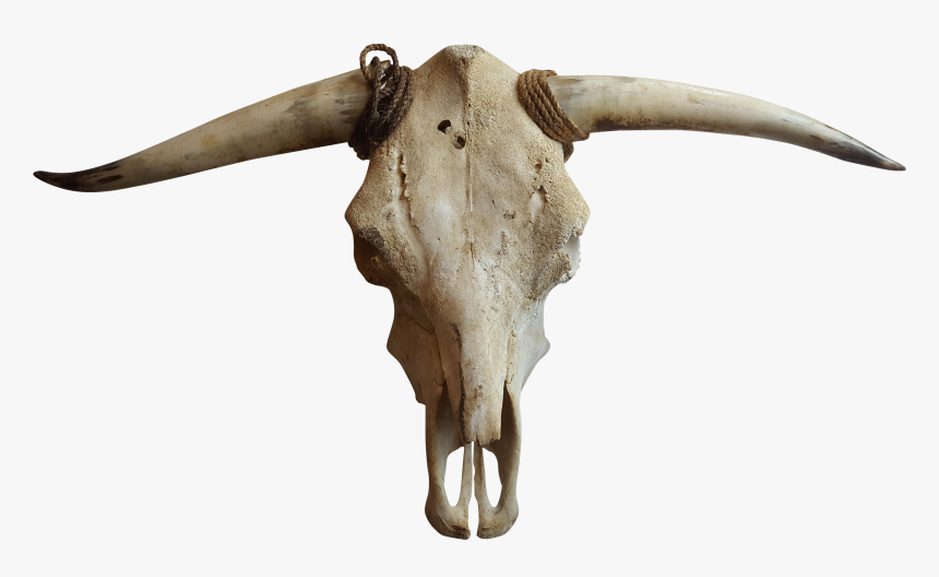 Cattle Goat Horn Bone - Transparent Cow Skull Png, Png Download