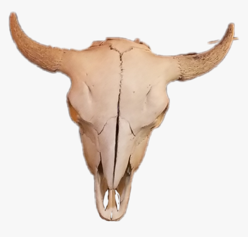 #cow Skull #skullbones #skull - Deer, HD Png Download