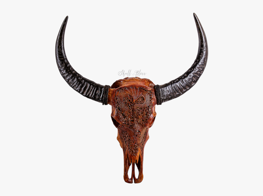 Texas Longhorn English Longhorn Skull Antique - Buffalo Horns Png, Transparent Png