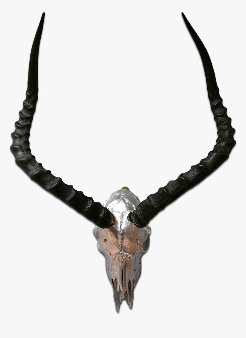 Real Impala Skull Silver Spray Painted African Antelope - Antelope Horns, HD Png Download