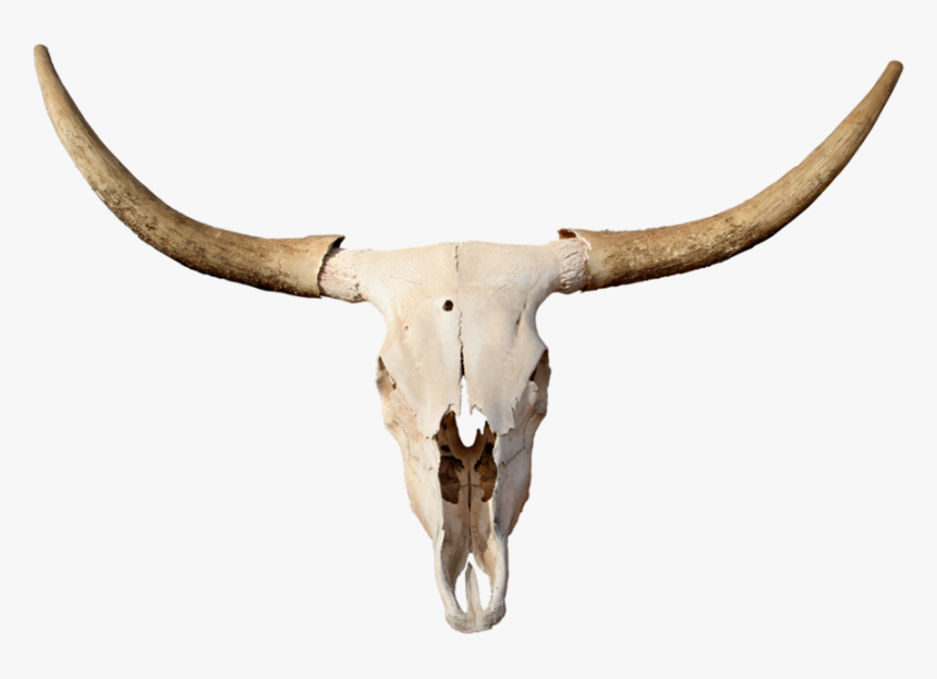 Skulls Transparent Longhorn - Transparent Bull Skull Png, Png Download