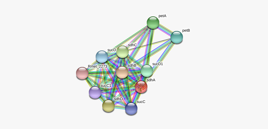 Sdha Protein - Circle, HD Png Download
