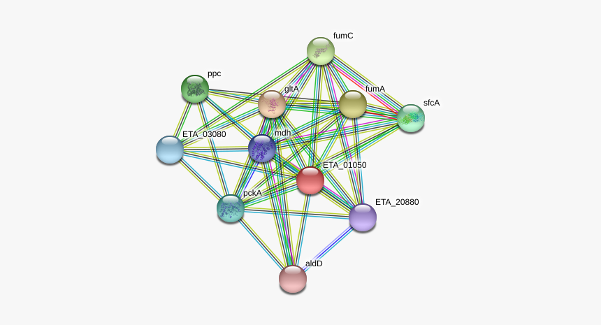 Eta 01050 Protein - Circle, HD Png Download