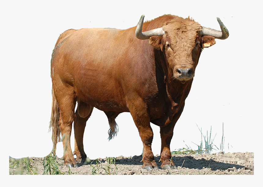 Transparent Toro Clipart - Imágenes De Toros Png, Png Download