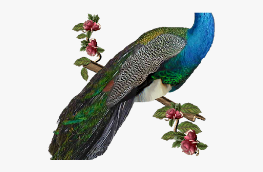 Peacock Png Transparent Images - Peacock Png, Png Download