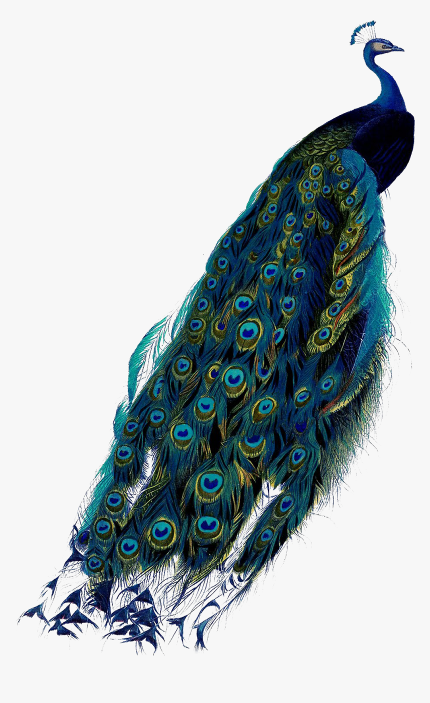 Pavo Real, Peacock Colors, Peacocks, Feather, Peacock, - Peacock Png, Transparent Png