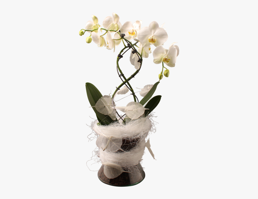 Orchid Transparent Vase - Kompozycja Kwiatowa Storczyk W Doniczce, HD Png Download