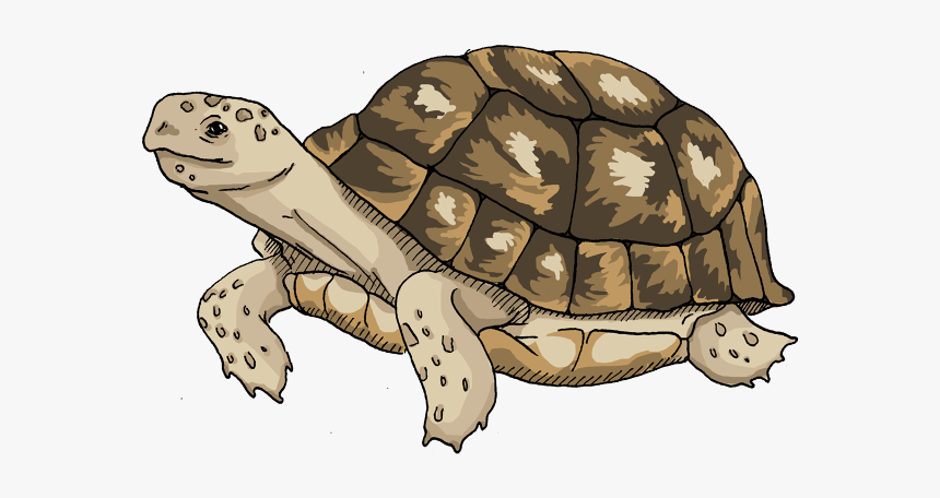 Tortoise, HD Png Download