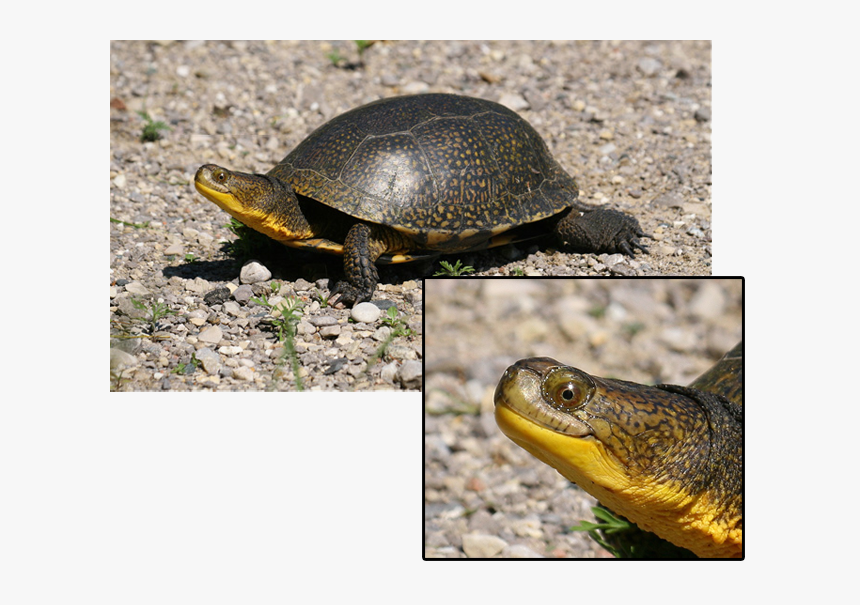 Transparent Cute Turtle Png - South Dakota State Reptile, Png Download