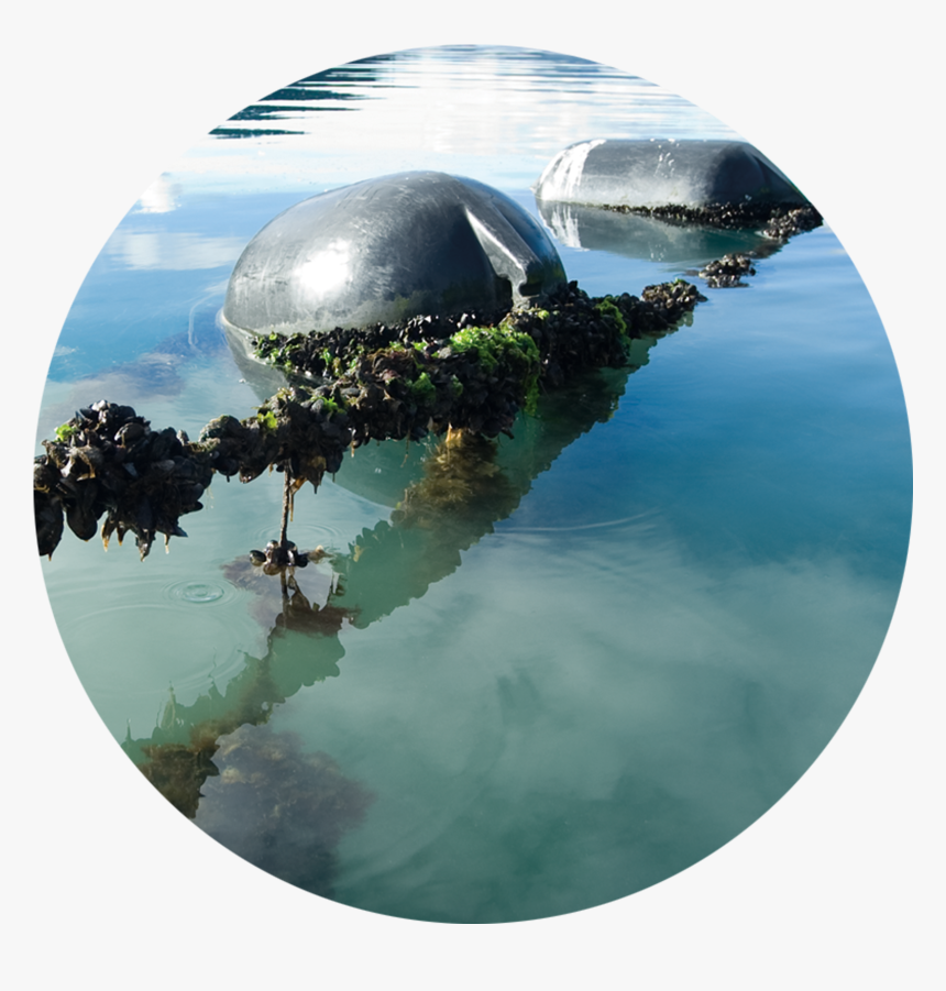 Interview With Kono Ceo Rachel Taulelei, HD Png Download